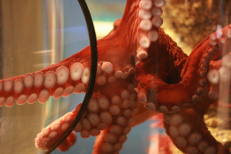 giant octopus tentacles Seattle Aquarium
