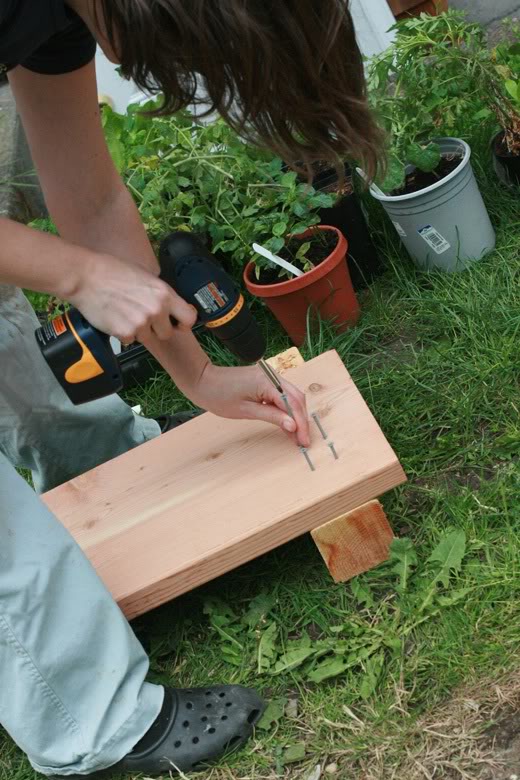 making raised garden beds - screwing screws into wood