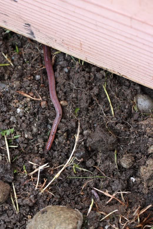 making raised garden beds - large earthworm