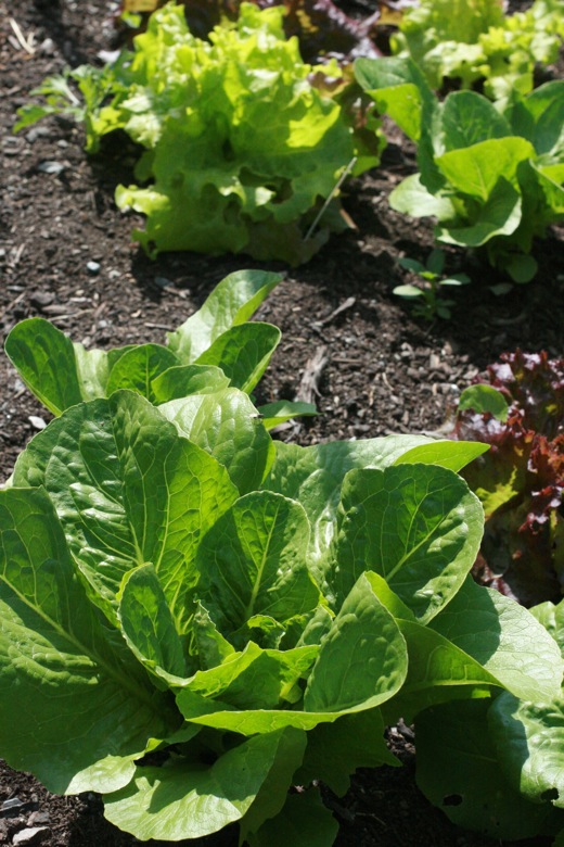 garden lettuce growing in june summer
