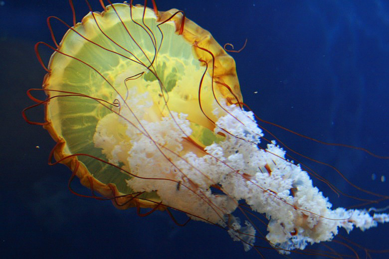 jellyfish at the aquarium of the bay &#8212; california road trip travel san francisco