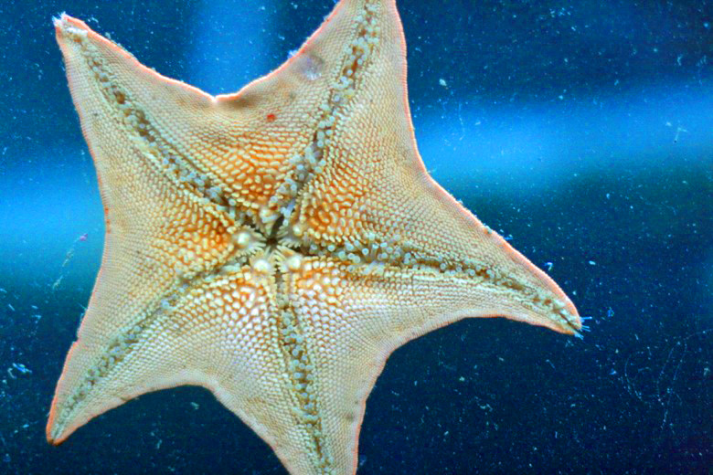 starfish sea star at the aquarium of the bay &#8212; california road trip travel san francisco