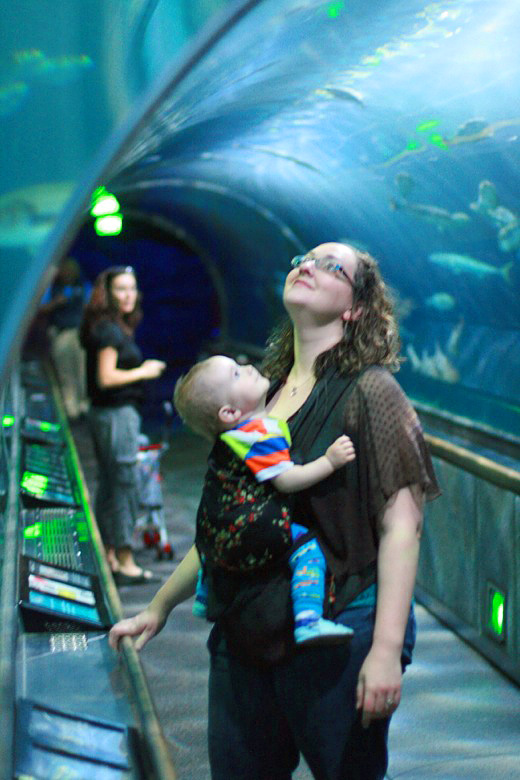 underwater tunnel at the aquarium of the bay &#8212; california road trip travel san francisco babywearing
