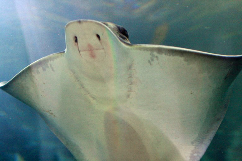ray with funny scary face at the aquarium of the bay &#8212; california road trip travel san francisco