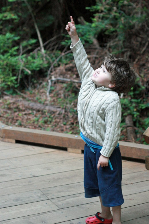 boy pointing up at redwood trees in Muir Woods