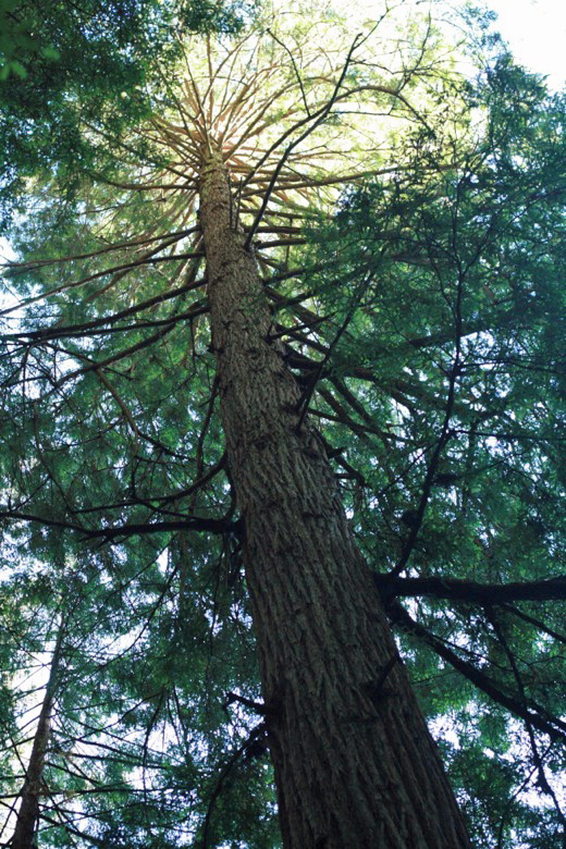 redwood trees in forest Muir Woods &#8212; San Francisco California trip travel