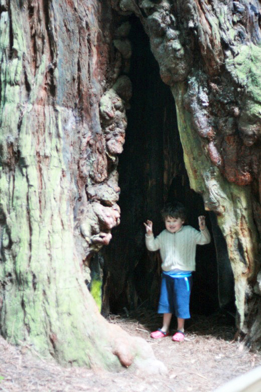 boy standing inside redwood tree in Muir Woods