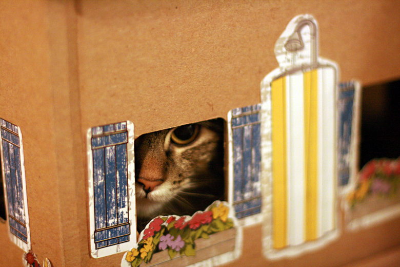 cat hiding in cat beach house