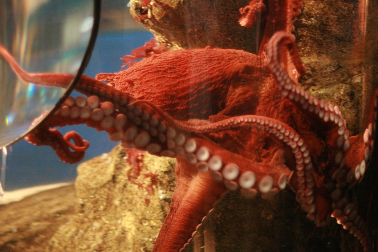 giant octopus Seattle Aquarium