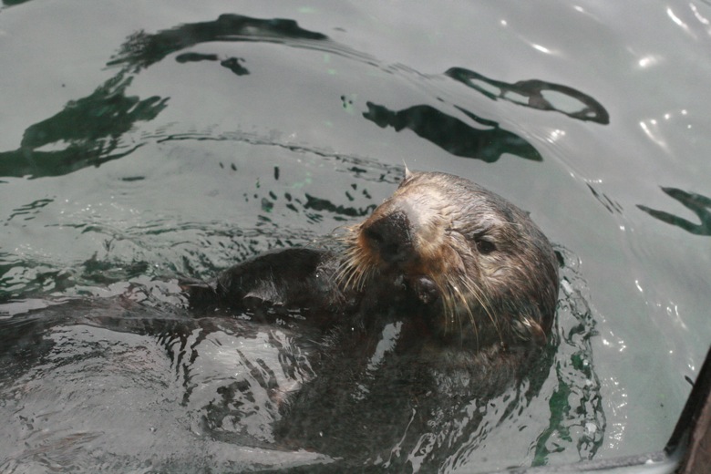 sea otter floating on back Seattle Aquarium