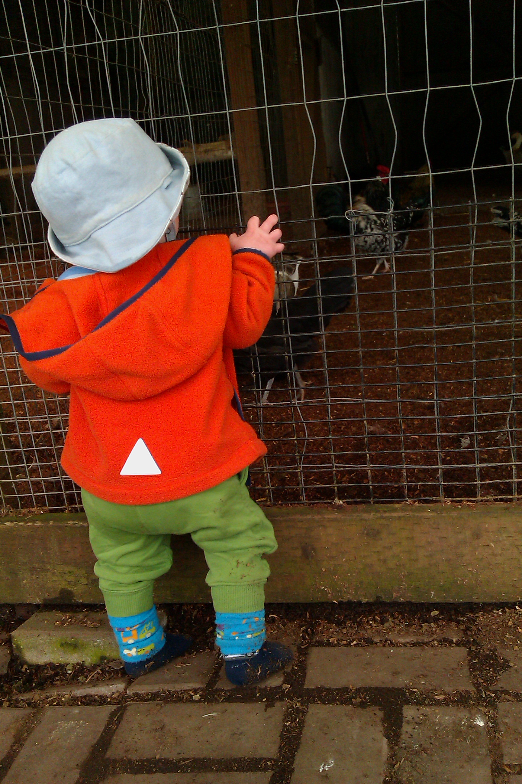 baby standing up in front of hen coop