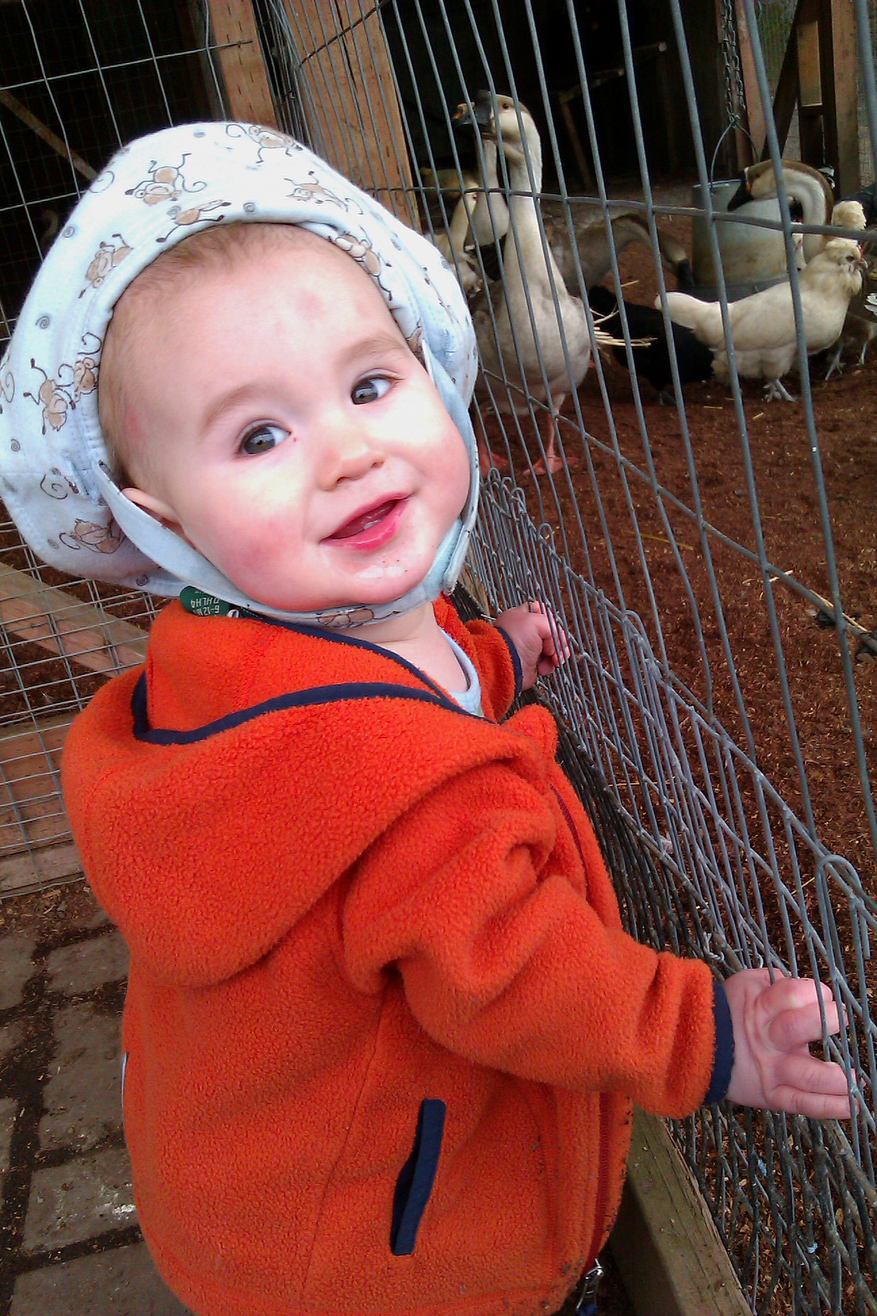 baby standing up holding onto mesh for chicken and geese coop at Flower World
