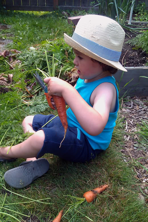 boy helping cut tops off carrots in garden