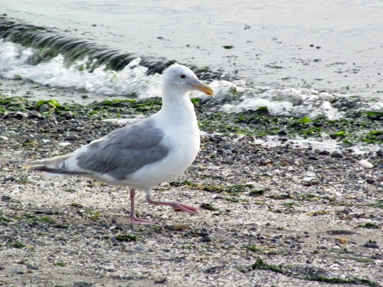 seagull on beach in family camping