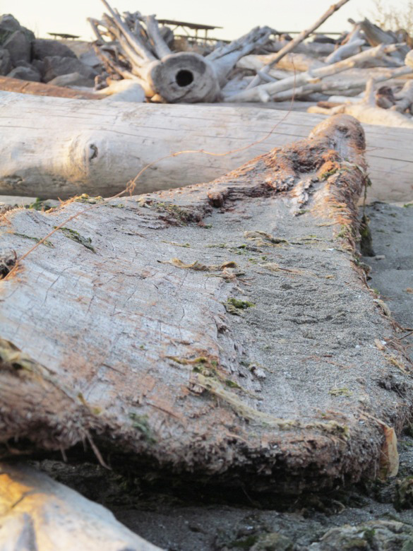 driftwood on beach in family camping
