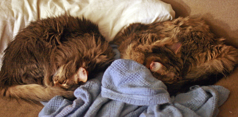 cat sisters curled up in fur circles on the couch