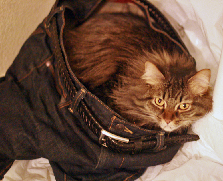 cat wearing pants - pets in jeans photo IMG_7482_zpsa9fa512b.jpg
