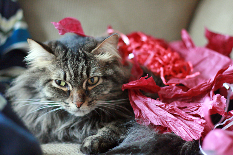 so undignified - stuff on my cat - valentine's day 2013