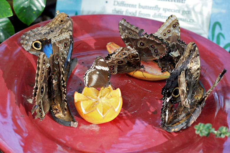 butterflies eating rotting fruit on plate at butterfly house - pacific science center outing seattle unschooling