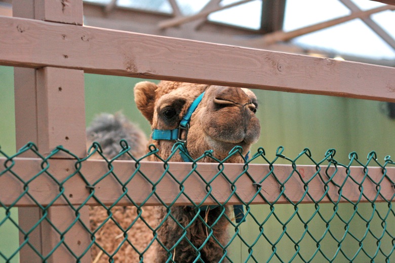 camel at Swanson's Nursery Seattle