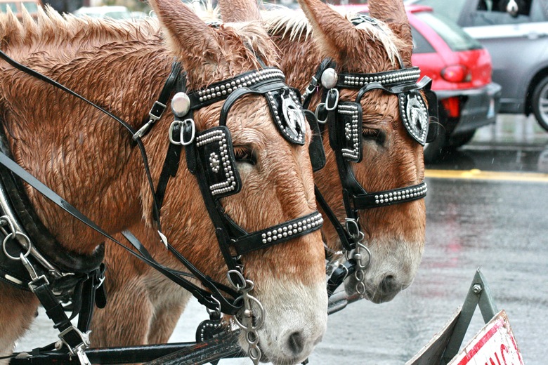 wet mules in the rain hitched to carriage