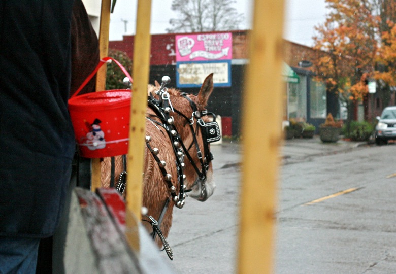 carriage turning the corner — mule carriage ride in West Seattle Junction