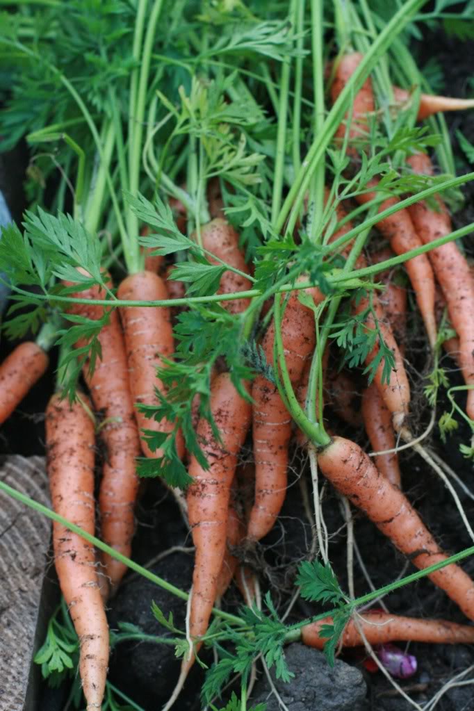 finger carrots freshly dug from soil