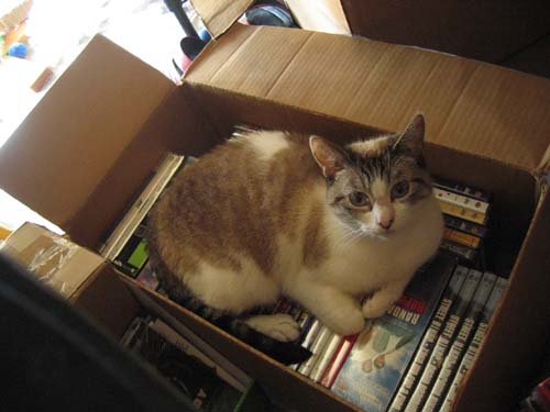 family business — cat on dvd box