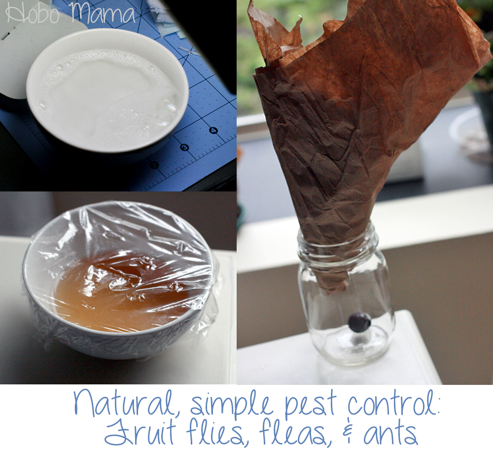 Natural, simple pest control: Fruit flies, fleas, & ants == Hobo Mama