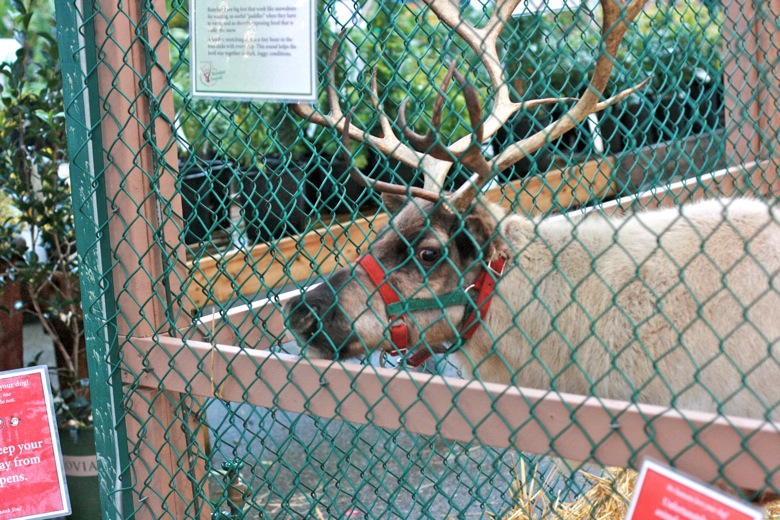 reindeer at Swanson's Nursery Seattle